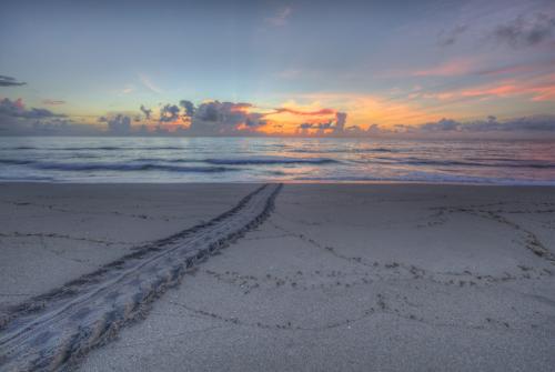 Sea Turtle Tracks